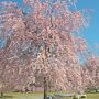 【長峰公園】枝垂れ桜がいっぱい