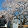 【天平の丘公園】公園周辺が再整備された事に合わせて看板やら枝の支え棒などが配備されました 