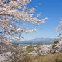 【栃木の桜】「ツツジの郷」として知られる矢板市・長峰公園ですが、桜の時期も見事です