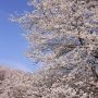 【栃木の桜】天平の丘公園の淡墨桜 県内で最も早く満開を迎えます
