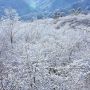 樹氷