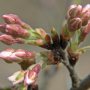 【とつぃぎ】下野市・天平の丘公園の淡墨桜、開花まであと数日といった所 再来週の半ばくらいには満開になるかな～