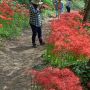 【茂木町 城山公園】あまり管理されているとは言いがたいスポットですが無料で見物出来るのだから文句を言っちゃいけないｗ