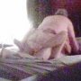 hidden cam