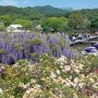 【あしかがフラワーパーク2017】同園の南側に位置するツツジの路から水上花壇を望みます 
