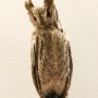 お散歩に行くハイテンションのジョンに吠えられたカラコル(*ﾟθﾟ)www