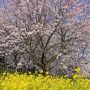 桜と菜の花の競演が見所の幸手市・権現堂桜堤 今年も今週末には見頃となりそうです