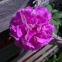 Mn petunia #4dubbeldik