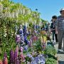 【あしかがフラワーパーク】今年は園内のあちらこちらでルピナスの花を見る事が出来ました
