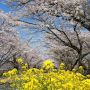 【栃木の桜】さくら市にある早乙女の桜並木 約100本の桜と土手に群生する菜の花のコントラストが美しい場所です