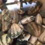 Vongole!!!