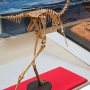 【那須野が原博物館 大恐竜展Ⅱ】鳥にしか見えない獣脚類のアヴィミムス 
