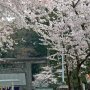 【那須塩原市・乃木神社】花吹雪が舞う 県南&県央のソメイヨシノはそろそろ終盤戦ですね 