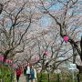 【権現堂桜堤】桜堤の名は伊達じゃなかった(確信)