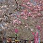 【天平の丘公園】八重桜は8分咲きといった所でしょうか あと数日で満開かな