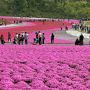 【市貝町芝ざくら公園】芝ざくらの植栽面積約2.4ha、本州最大規模を誇ります 年々花の付き方が寂しくなっている感は否めませんが今年はどうでしょうか 現在4分咲きとの事です