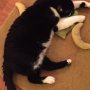 Strung out on kitty crack 