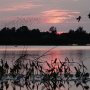 5 juni.Zwaluwen vlieg laag over het water en de spreeuwen zoeken op de achtergrond een slaapplaats voor de nacht.#weerribben #zwaluwen  #spreeuwen #vogels #zon #ondergaandezon #staatsbosbeheer #steenwijkerland  #buienradar