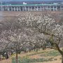 【那須塩原市・東那須野公園】撮影していると遠くでは短い間隔で新幹線が行き来する あれは「はやぶささん」か？ 