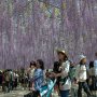 【あしかがフラワーパーク2017】こちらは300畳の広さを誇る同園のシンボル大藤棚 