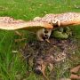 Groot! #paddenstoel #herfst #natuur