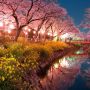 【真岡市・城山公園】菜の花と夜桜が良い感じです♪