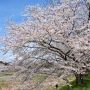【栃木の桜】栃木市の永野川沿いに約1.5km続く宮の桜堤 同市の太平山よりもゆっくりと桜見物が出来るので自分はこっちの方が好き♪