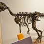 【那須野が原博物館 大恐竜展Ⅱ】ヘレラサウルスの全身骨格 