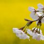 菜の花畑に春の彩り