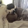Snuggles