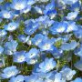 【ひたち海浜公園2016】これがネモフィラの花
