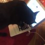 Angus, my social media moggie...