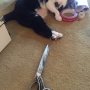 Suzi, tuckered out doing the Xmas wrapping. 