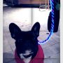 Buttons the Illuminated Bulldog