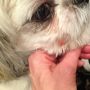 Holly found my cough drops. all kinds of bits in her mouth fur! l