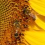 Sunflower With Bee