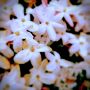 「もう好きにして！」って気分になる魔性の香りヤバイね。ジンチョウゲ(だと思う、自信ない)