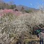 【筑波山梅林】頂きを目指す 梅と山と青空の三段締めでござる
