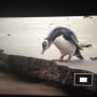 And real wild yellow eye penguins :-D They're hilarious, especially when they try to run <3 