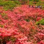 【那須】八幡のツツジ ちょっと遠いけど高原に広がる大群生は一見の価値アリ！