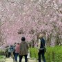 【石岡市・常陸風土記の丘】見上げれば桜のシャワー このトンネルはマジ一見の価値アリですねー 人が集まるの分かる 