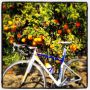Took my bike out for a orange steal ride! #Spain #freshfruit