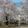 【埼玉県・大宮公園の桜】併設されている護国神社周辺も桜でいっぱい 