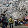 【埼玉県・大宮公園の桜】ごみ収集車さんにはお客さんに協力して頂き画面から消えて頂いた♪ さすがに「邪魔だどけ」とは言えんしｗ 