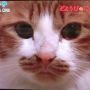 けさのめざましテレビ内「土曜日のにゃんこ」は、若林に似ていたと思う。 