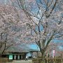 【天平の丘公園】花でいっぱいな民俗資料館「夜明け前」 古民家を移築したものだそうです 