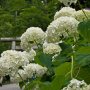 【太平山あじさい坂 2017】白い紫陽花は良い感じで咲いてました 