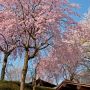 【桜紀行2014】上三川町・上三川城址公園の桜 枝垂れの傘の下から見上げてみーる