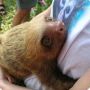 On the must-do-in-life list; Hug a sloth. #awwww