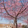 【宇都宮城址公園の河津桜2017】公園北側の桜もだいぶ咲き揃ってきました 